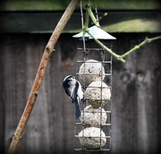 17th Dec 2016 - Long tailed tit