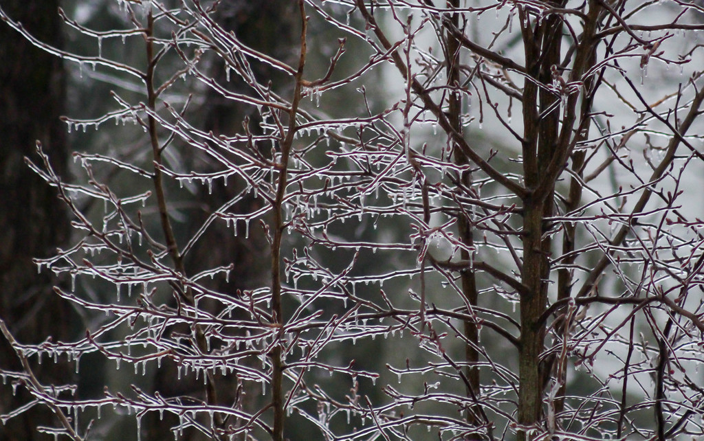 Ice on branches by mittens