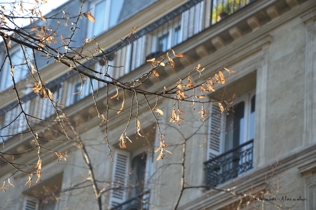 winter in Paris  by parisouailleurs