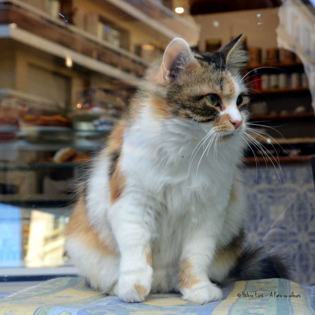 cat in a shop by parisouailleurs