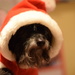 Polly unimpressed by her Santa suit by christophercox