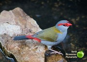 18th Dec 2016 - Red-Browed finch