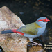 Red-Browed finch by kerenmcsweeney