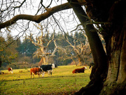 12th Dec 2016 - Cattle in the grounds of Croft castle...... 