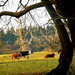 Cattle in the grounds of Croft castle......  by snowy