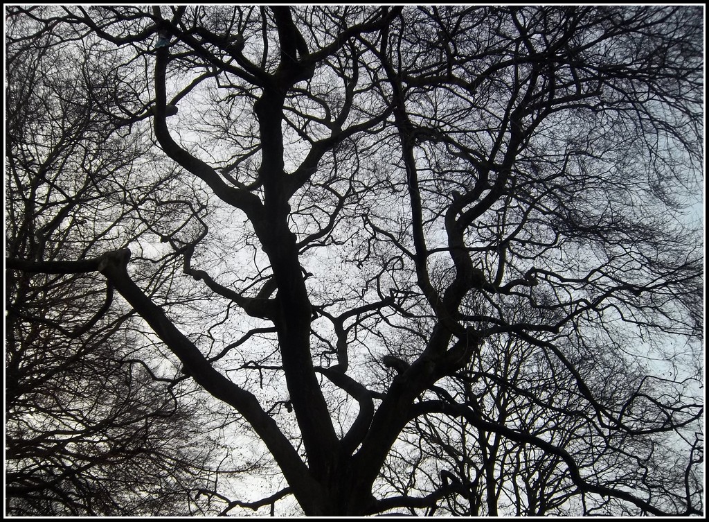 Clitheroe, Winter tree. by grace55