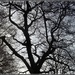 Clitheroe, Winter tree. by grace55