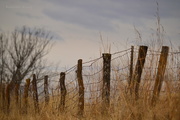 15th Dec 2016 - Country Fence