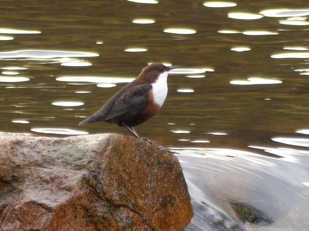  Dipper at Buttermere, Lake District by susiemc