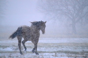 17th Dec 2016 - Horse in Kansas Snowstorm