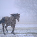 Horse in Kansas Snowstorm by kareenking