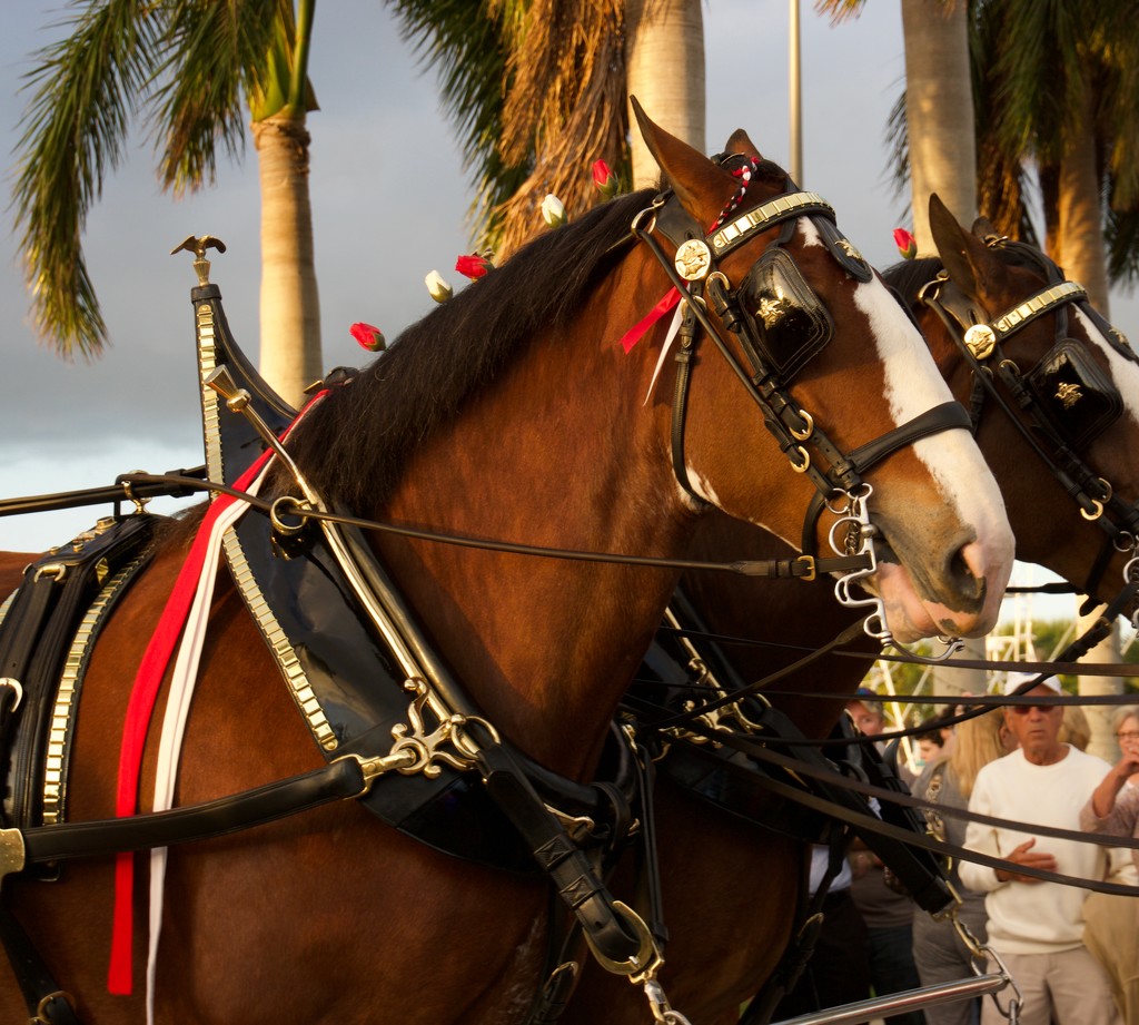 The Budweiser Clydesdales by eudora