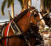 16th Dec 2016 - The Budweiser Clydesdales
