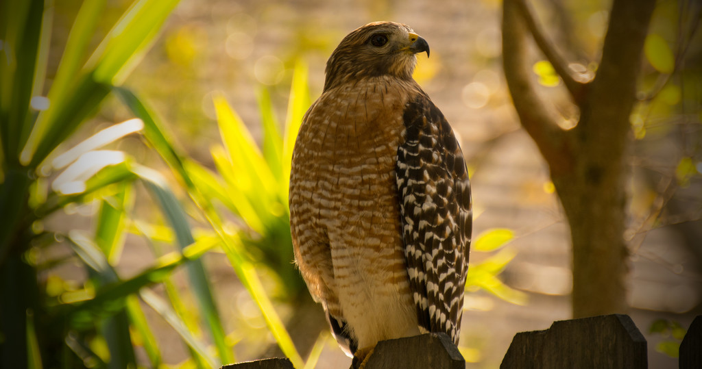 Imagine That, Another Red Shouldered Hawk! by rickster549