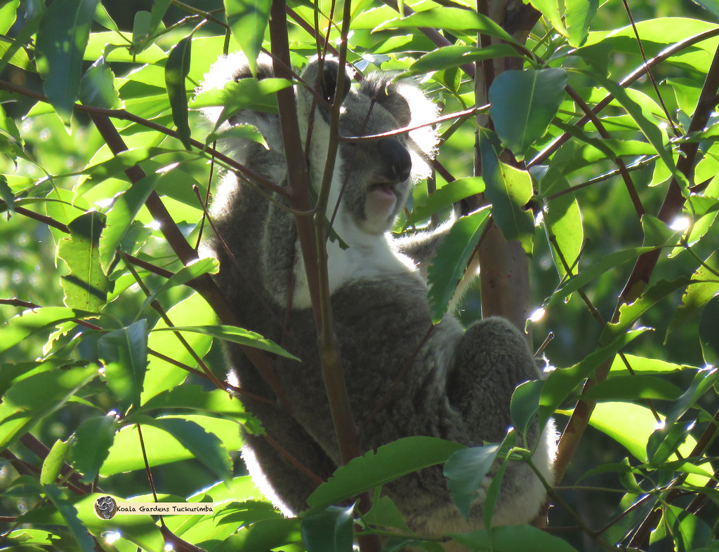 the good life by koalagardens