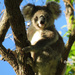 sittin pretty by koalagardens