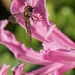 Guernsey lily by quietpurplehaze