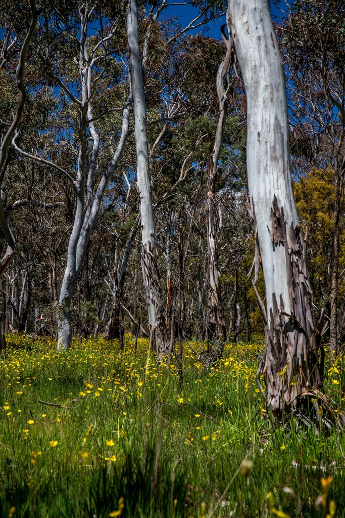 Wildflowers in the gum trees by pusspup