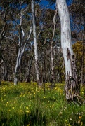 18th Dec 2016 - Wildflowers in the gum trees