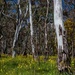 Wildflowers in the gum trees by pusspup