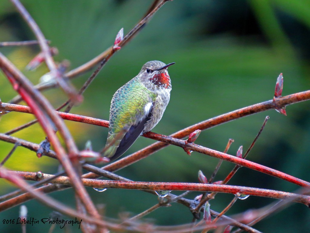 Winter Hummingbird by kathyo