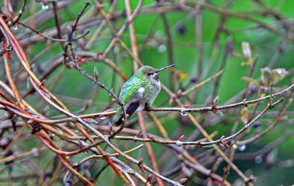 Cold Hummingbird by kathyo