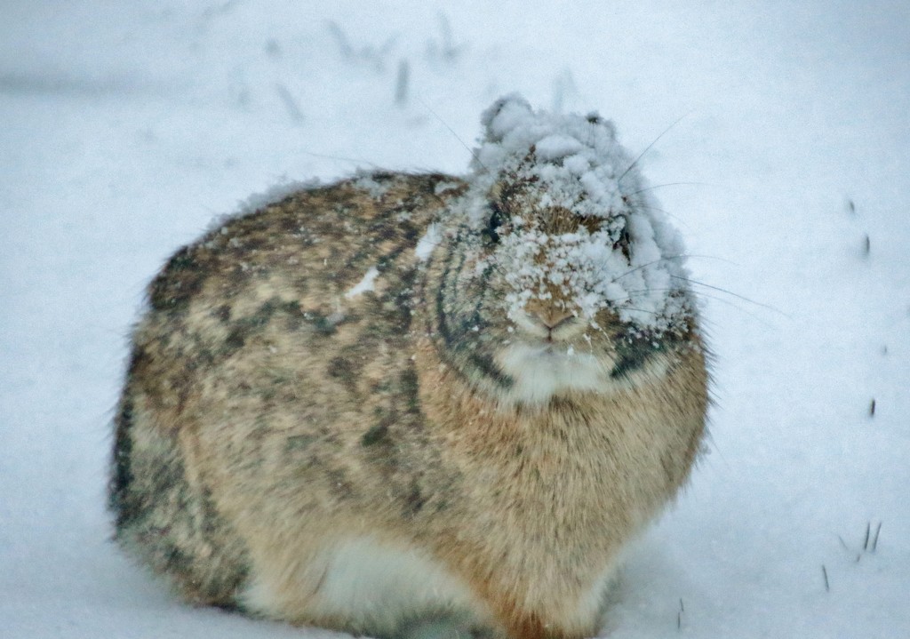 snow bunny by lynnz