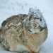 snow bunny by lynnz