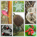 Nature's Decorations by 30pics4jackiesdiamond