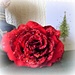 Large glittering  Christmas Rose !  by beryl