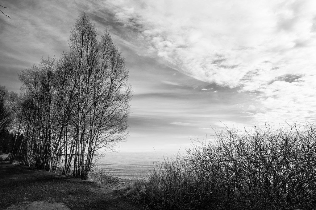 Birch Trees by tosee