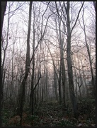 17th Dec 2016 - Misty morning in Penn woods.