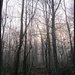 Misty morning in Penn woods. by jokristina