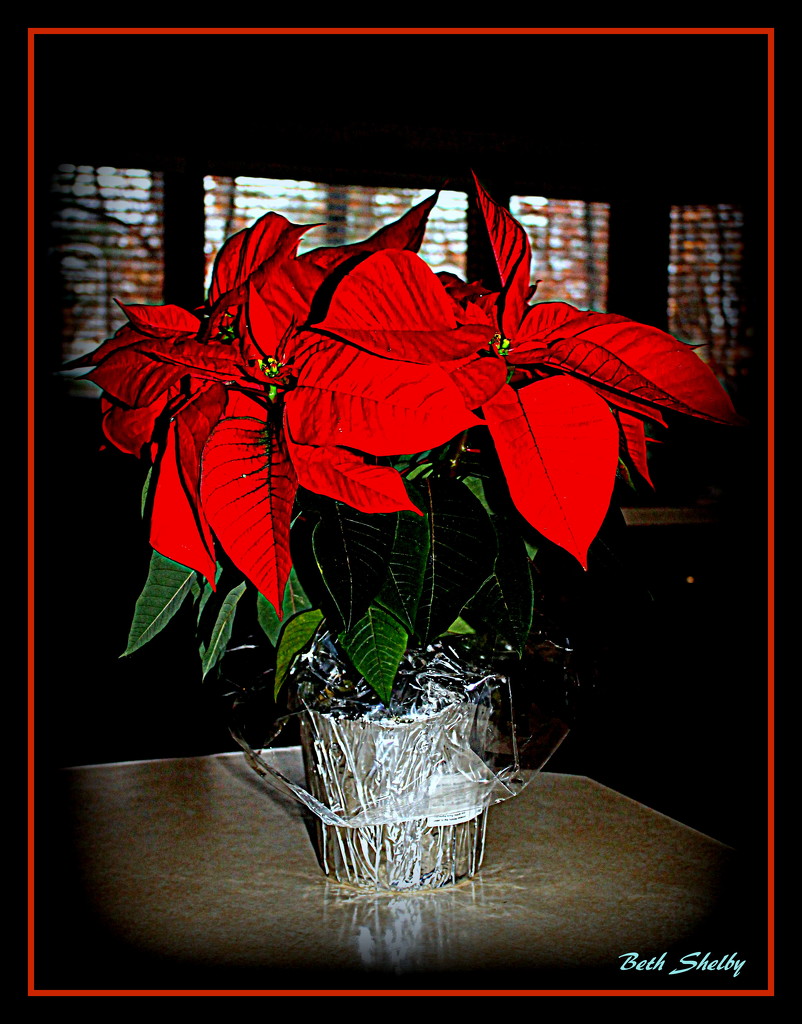 The Christmas Flower by vernabeth