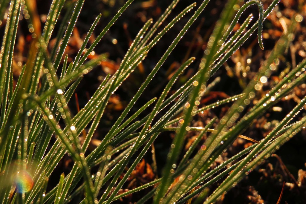 Bokeh and Dewdrops - Love that Combination by milaniet