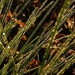 Bokeh and Dewdrops - Love that Combination by milaniet