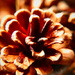 Pine cone Flower by carole_sandford