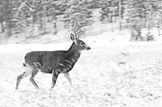 17th Dec 2016 - Deer Season
