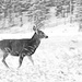 Deer Season by dmdfday