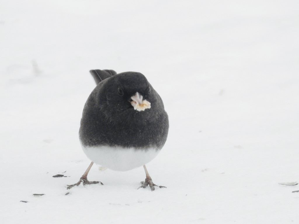 dark eyed junco by amyk