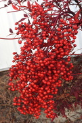 16th Dec 2016 - Christmas berries