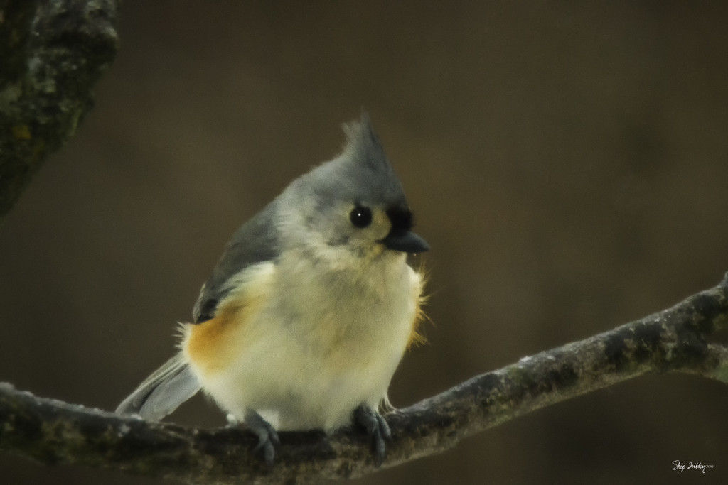 Tufted Titmouse by skipt07