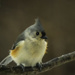 Tufted Titmouse by skipt07