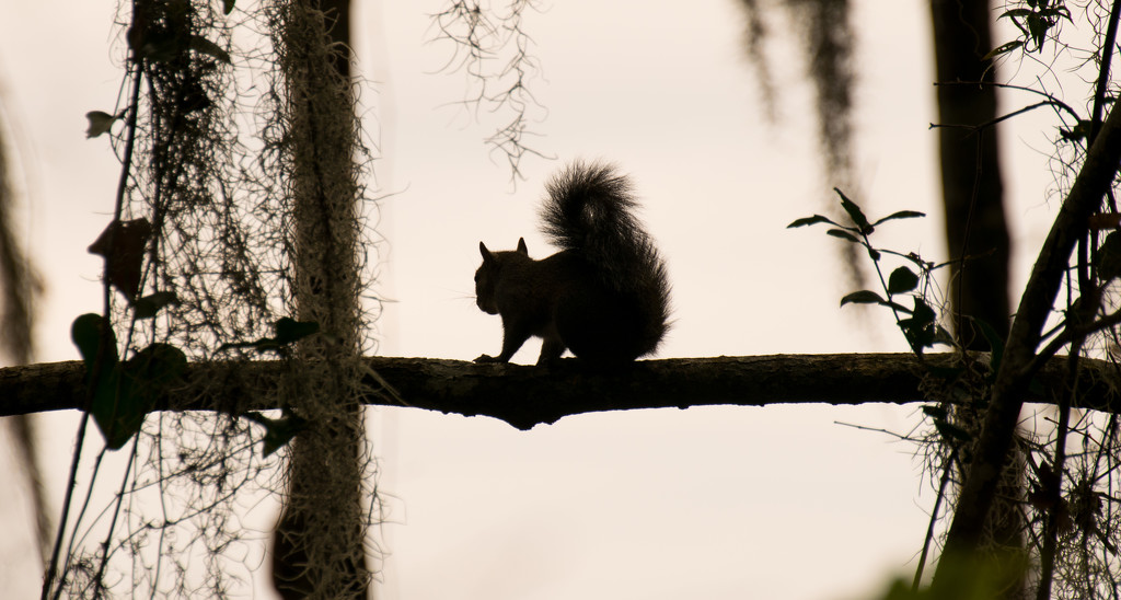 Squirrel Silhouette! by rickster549