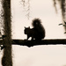 Squirrel Silhouette! by rickster549
