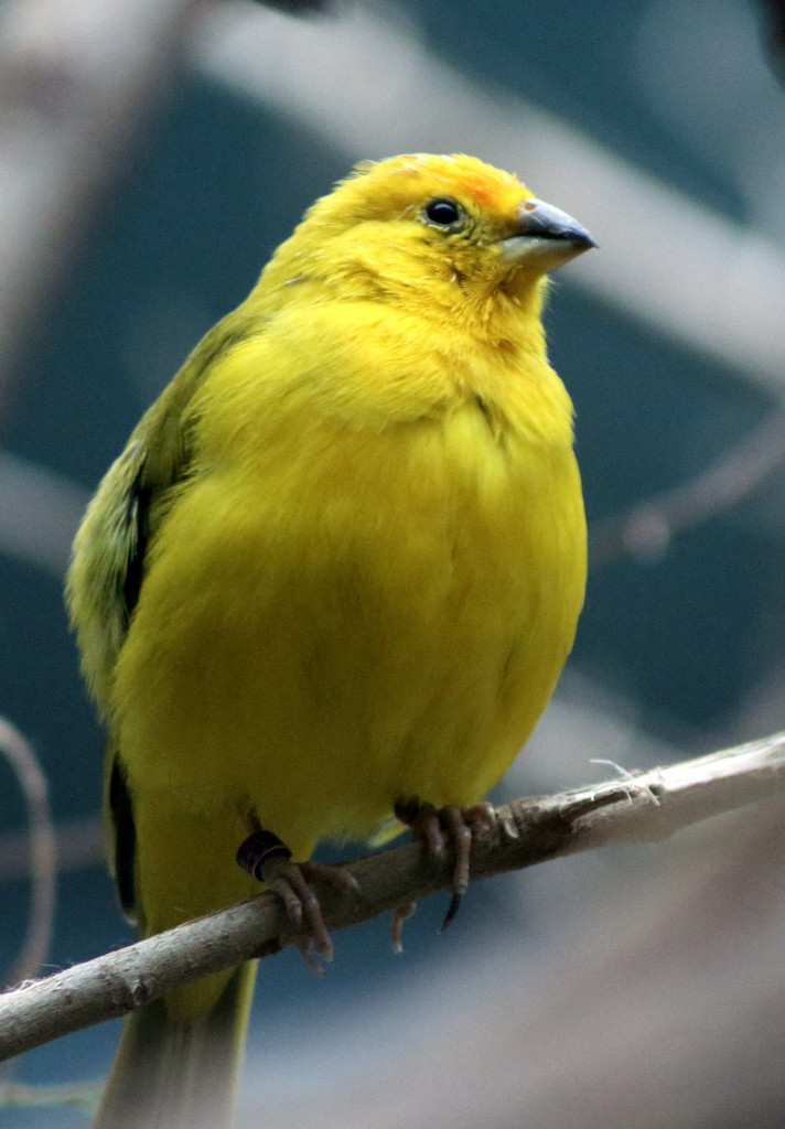 Yellow Bird by randy23