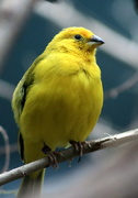 12th Dec 2016 - Yellow Bird