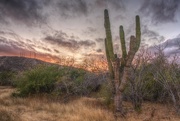 18th Dec 2016 - Sun Sets Over the Cactus Field