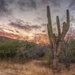 Sun Sets Over the Cactus Field by taffy