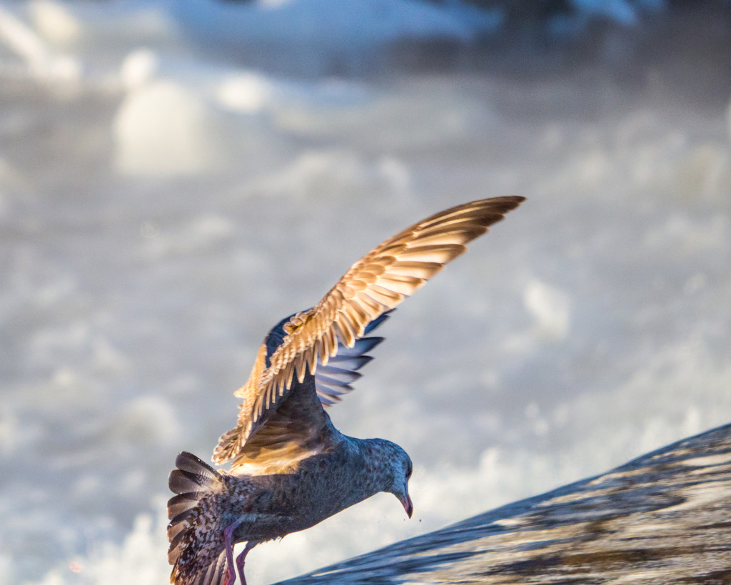 Herring Gull Fishing by rminer